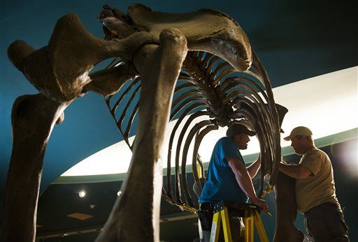 Oil Workers Dig Up Mammoth