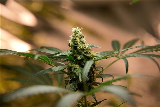Drug That Could Top Medical Marijuana Exists
