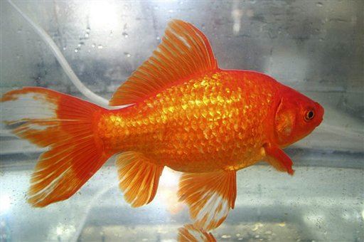 Colorado Lake Overrun With Thousands of Pet Goldfish