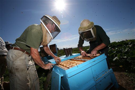 Lowe's to Stop Selling Pesticide That May Harm Bees