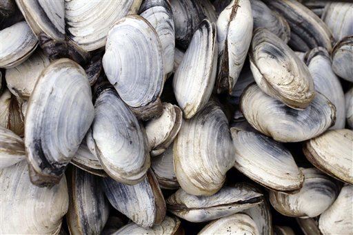 East Coast Clams May Be 'Catching' Cancer