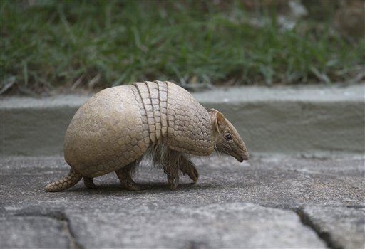 Shot Bounces Off Armadillo, Finds Man's Mother-in-Law