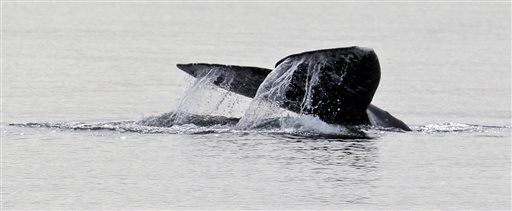 Gray Whale's Record Journey Puzzles Researchers