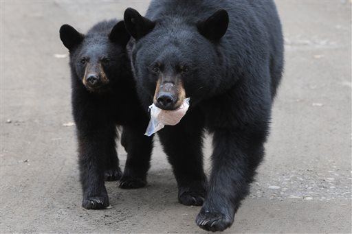 Black Bears Get Last-Second Save —From Alaska Gov