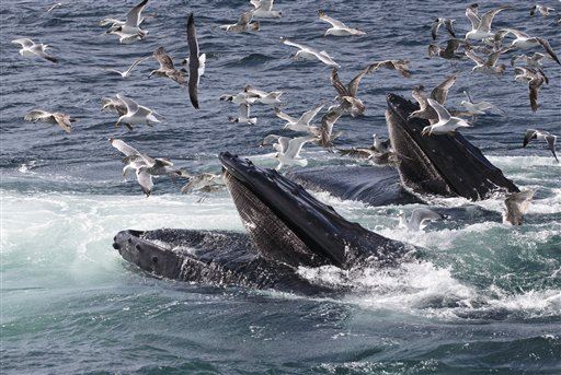 Feds: Most Humpbacks No Longer Endangered
