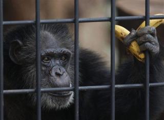Judge: Lab Chimps Have Right to Fight for Freedom