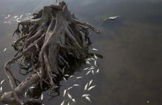 Brazil Pulls 50 Tons of Dead Fish From Olympic Waters
