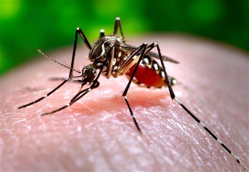 Study: Why Mosquitoes Like You More