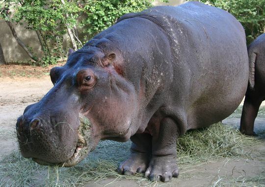 America's Oldest Hippo Dies