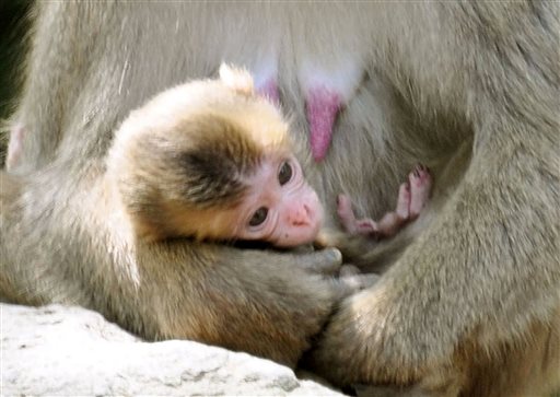 Japan's Baby Monkey Will Stay 'Charlotte'