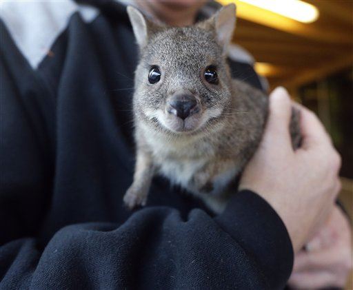 Zoo's Baby Kangaroo Stolen From Mom's Pouch