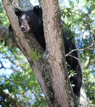 Don't Chase the Bear: 5 Craziest Crimes of Week