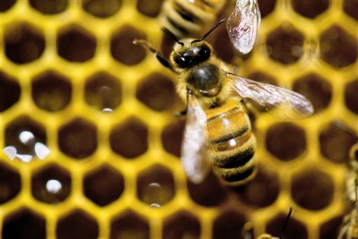 Feds Want Your Help to Save Bees
