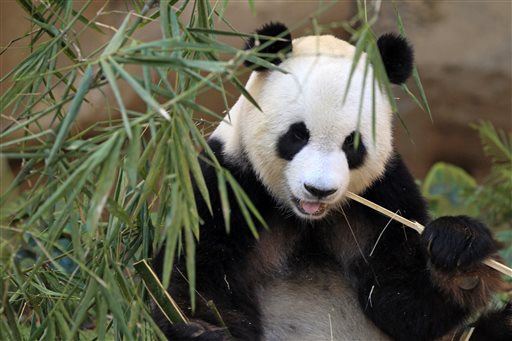Giant Pandas' Gut Bacteria Reveal They're Designed to Eat Meat, Not Bamboo