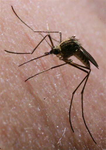 5 US Cities Most Plagued by Mosquitoes
