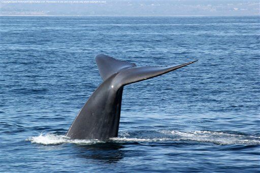 As Last Resort, Community Gets Fake Killer Whale