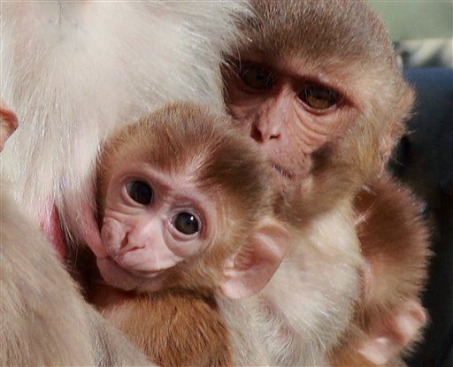 Scientist: We Still Treat Baby Monkeys Cruelly