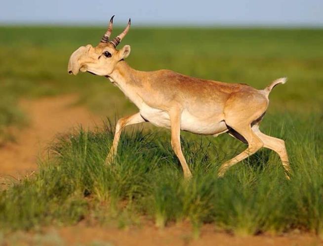 Mass Antelope Die-Off Baffles Scientists