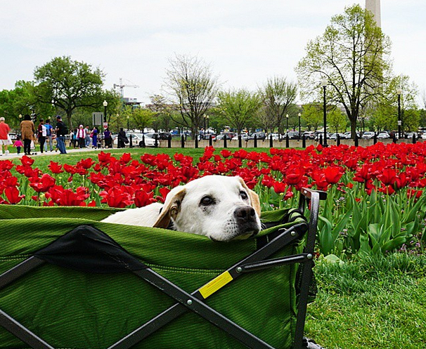 A Canine Bucket List Trip: 5 Most Uplifting Stories