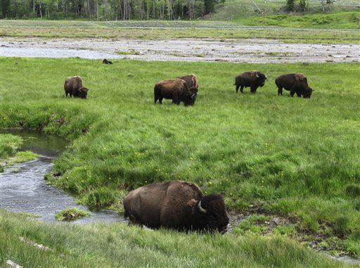 Another Yellowstone Bison Pic Goes Badly Wrong