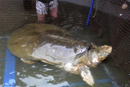 Turkey Baster May Save Rare Turtle From the Brink