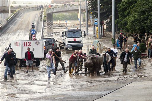 Wild Animals Roam Streets After Floods Destroy Zoo