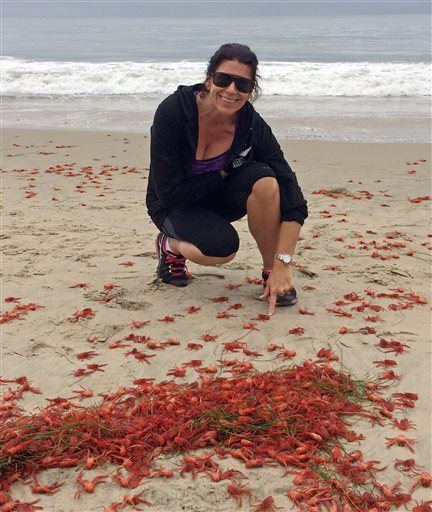 Tiny Tuna Crabs Invade Calif. Beaches
