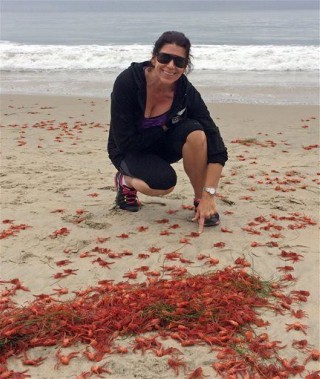 Tiny Tuna Crabs Invade California Beaches