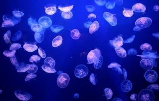 Moon Jellyfish Shock Scientists With This Trick