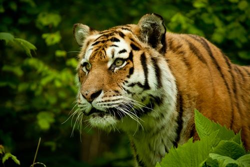 Flooded Zoo's Escaped Tiger Kills Man, Is 'Liquidated'