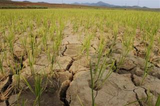 North Korea Claims 'Worst Drought in 100 Years'