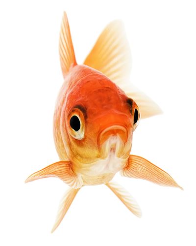 Canadians Told to Stop Flushing Their Goldfish