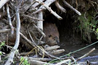 Hikers Learn Hard Way Not to Mess With Beaver Dams