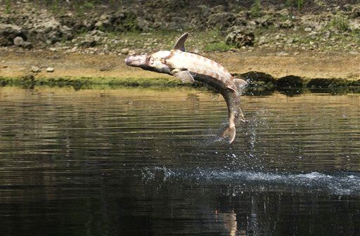 Flying Fish Kills Girl, 5, on Fla. River