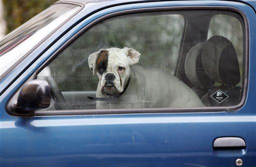 It's Now Legal to Save Pets From Hot Cars in Tennessee
