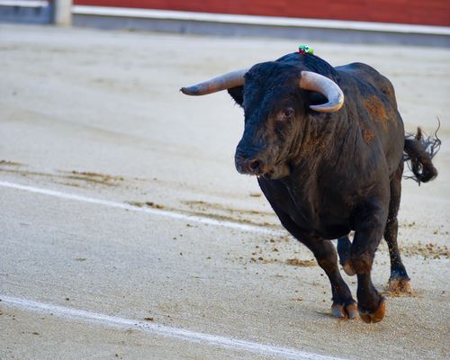 Angry Bull Chases Burglary Suspect