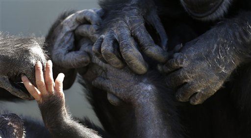 Chimps Are More Advanced Than Us In One Specific Way