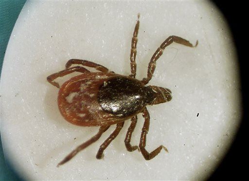 Bad News: Lyme Disease Is Spreading