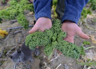 Your Favorite Health Food Has a Dark Side