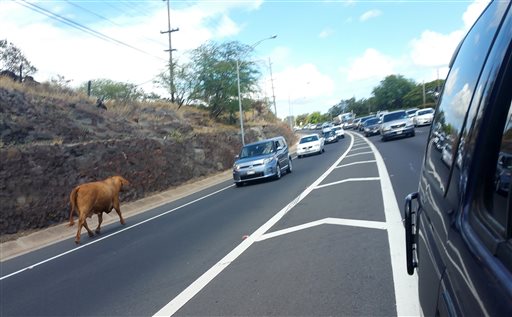 Police Shoot, Kill Angry Escaped Cow