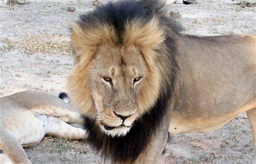 How Cecil the Lion Was Lured Out of His Sanctuary