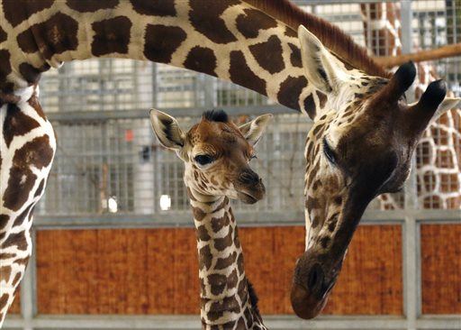 Famous Baby Giraffe Breaks Neck in Tragic Accident