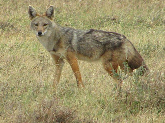 Study: 'Golden Wolf' Has Been Hiding in Plain Sight