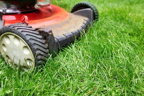 I Won't Mow My 'Nuisance' Lawn