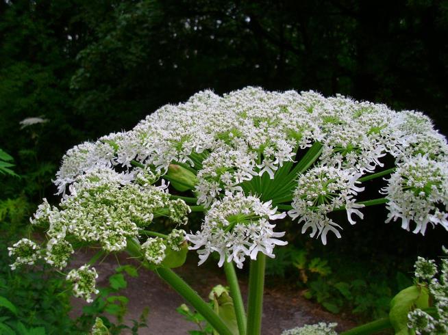 Michigan Warns: This Plant Can Blind You