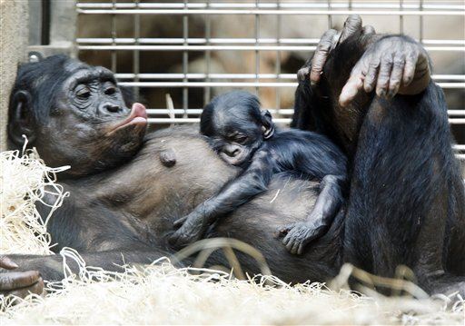 Bonobos Have This in Common With Human Babies