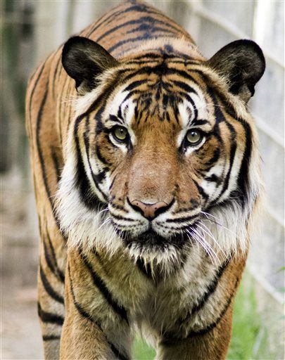 Rare Tiger Euthanized in Houston