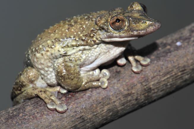 Scientists Discover Venomous Frogs— the Hard Way