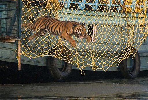 6 Tiger Poachers Shot Dead