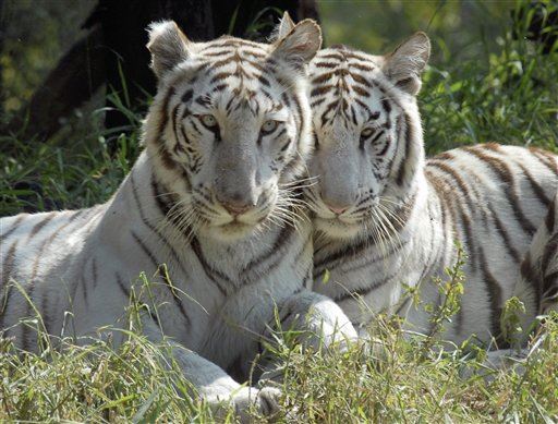 Libido-Less White Tiger Frustrates Zoo, Lady Tiger